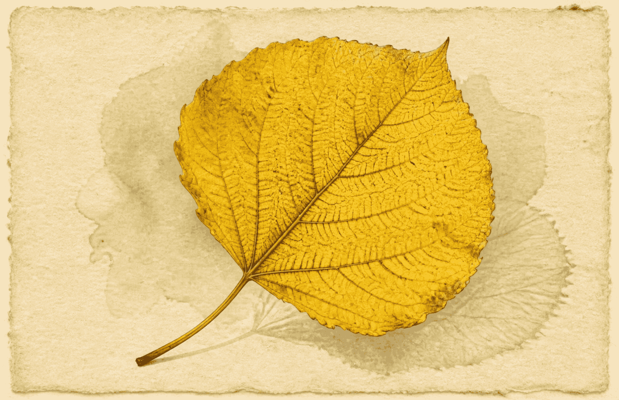 Quaking Aspen No Frills Retreat